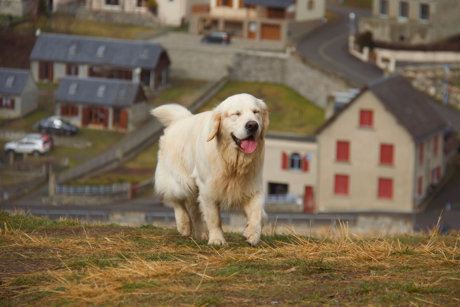 Perro feliz, paciente de Veterinaria Costa Azul